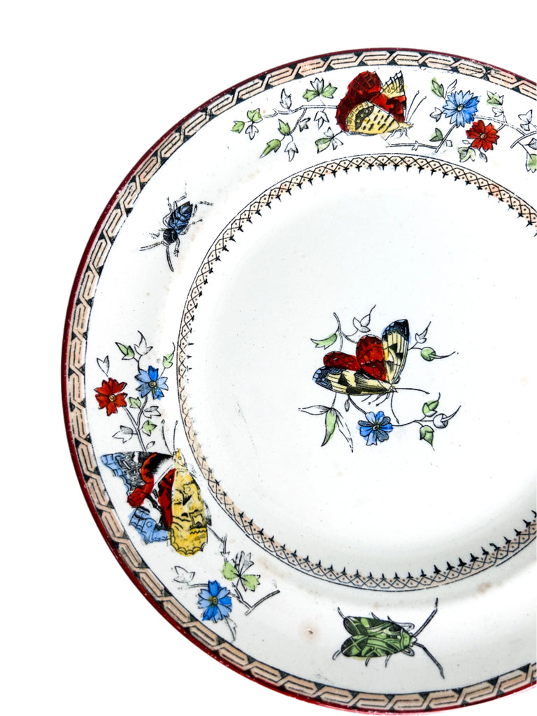 Insect Plate Design Antique Insect Plate Pair | kathrynchaplowcollect